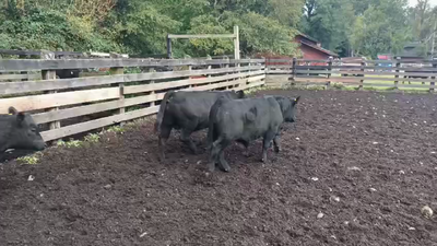 Lote 72 Ternero, Puyehue, X Región Los Lagos