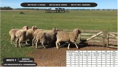 Lote Brete 1