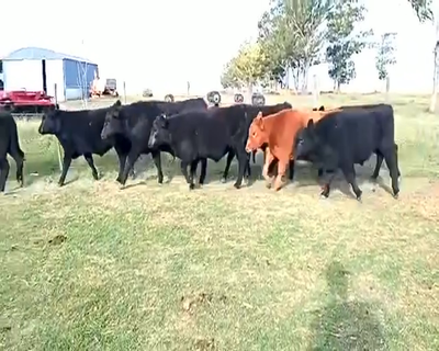 Lote 63 Terneros en Rosales, Córdoba