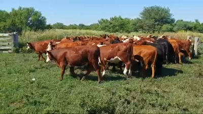 Lote 60 Terneros/as