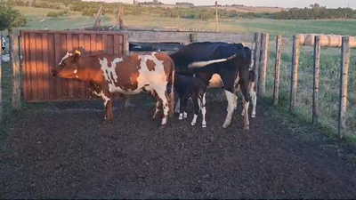 Lote PIEZAS DE CRIA