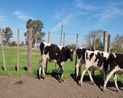 Lote (Vendido)4 Terneros HO 140kg - , Colonia