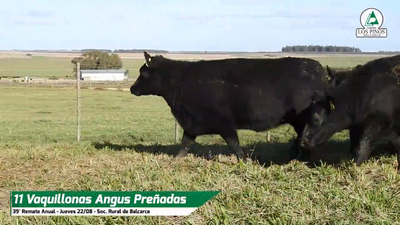 Lote VQ ANGUS