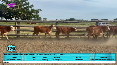 Lote LOTE 176