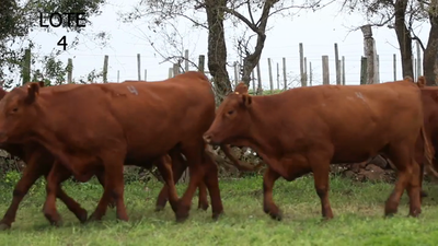 Lote VAQUILLONAS RED ANGUS FALLADAS