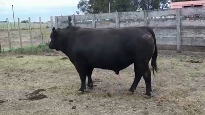 Lote TORO PI