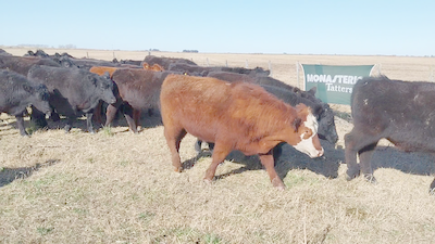 Lote 34 Novillitos EN HUANGUELEN