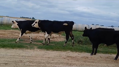 Lote (Vendido)6 Terneros AA - AA/ HE 250kg -  en TRES ESQUINAS