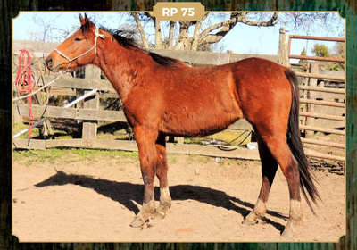 Lote CHERIE POINT DE MOROCHA