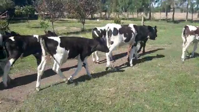 Lote 9 Terneros HOLANDO 100kg - , San José