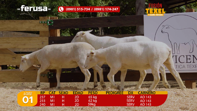 Lote Lote 1