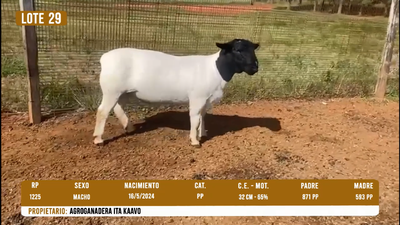 Lote LOTE 29
