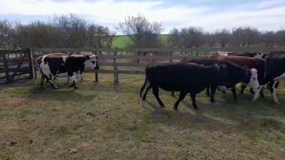Lote (Vendido)8 Vacas de Invernada 480kg -  en POLANCOS
