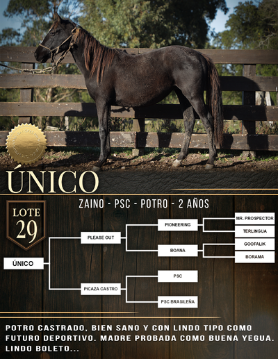 ÚNICO