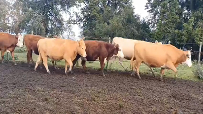 Lote (Vendido)23 Vaquillonas preñadas Cruza en Puntas del Perdido