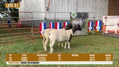 Lote LOTE 31 - DESTACADO