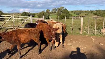 Lote VAQUILLONAS