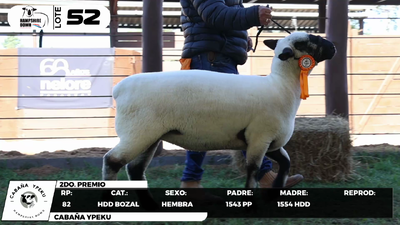 Lote LOTE 52- BOZAL