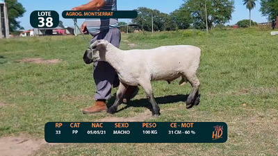 Lote LOTE 38