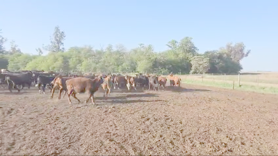 Lote 145 Novillitos