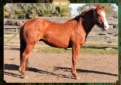 Lote GRAN LENA DUN IT LORENCITA