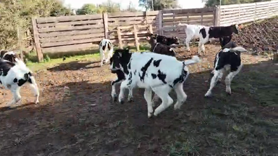 Lote 12 Terneros Holando en Chamizo