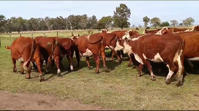 80 Vacas nuevas C/ gtia de preñez en Buenos Aires, Las Flores