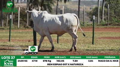 Lote Lote 37