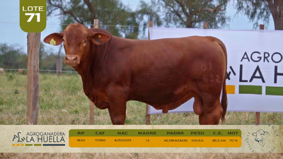 Lote LOTE 71
