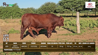 Lote Machos SANTA GERTRUDIS en Pioneros del Chaco S.A.