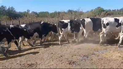Lote (Vendido)10 Novillos Holando HOLANDO 485kg -  en AGRACIADA