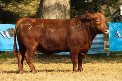 Lote CABAÑA COEMBOTÁ: RP 234