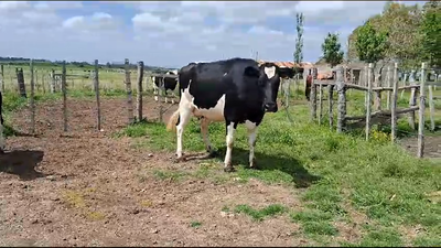 Lote 2 Vacas de Invernada Holando 500kg - , San José