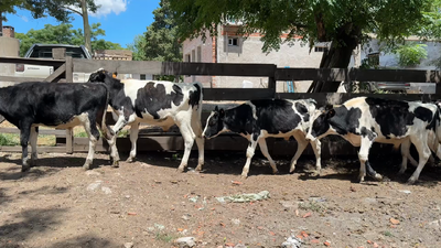 Lote TERNEROS
