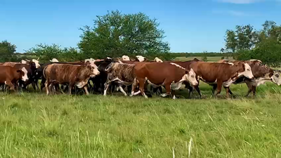 Lote 41 Vacas C/ gtia de preñez