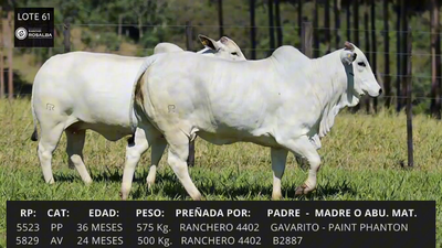 Lote LOTE 61