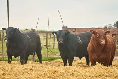 Lote "TRES MOLINOS"  TOROS  P.C.