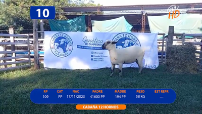 Lote LOTE 10