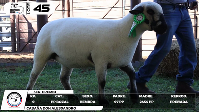 Lote LOTE 45- BOZAL