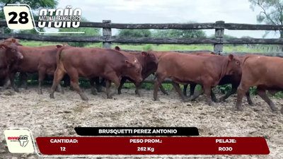Lote LOTE 28