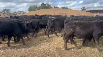 Lote 110 Terneros