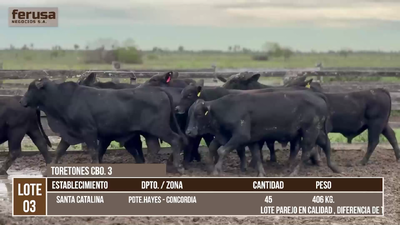 Lote LOTE 3
