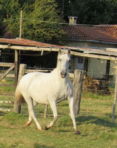 Lote Iluminada Don Miguel