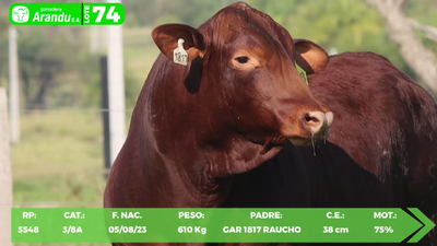 Lote LOTE 74