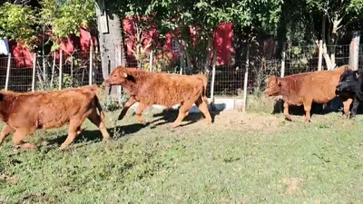  MIXTOS