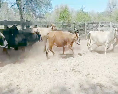 Lote 35 Vacas de invernar en Monte Quemado, Santiago del Estero