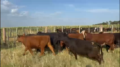 Lote 90 Novillitos en Ing. Luiggi, La Pampa