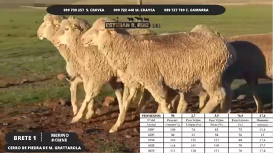 Lote Brete 1