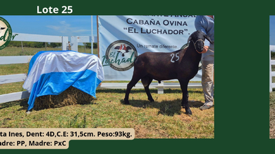 Lote PxC