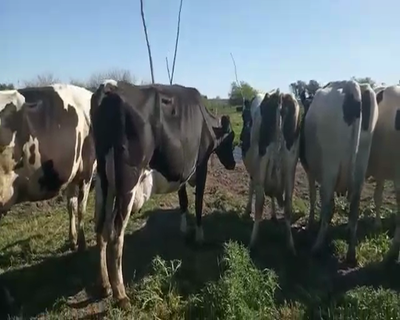 Lote Vacas